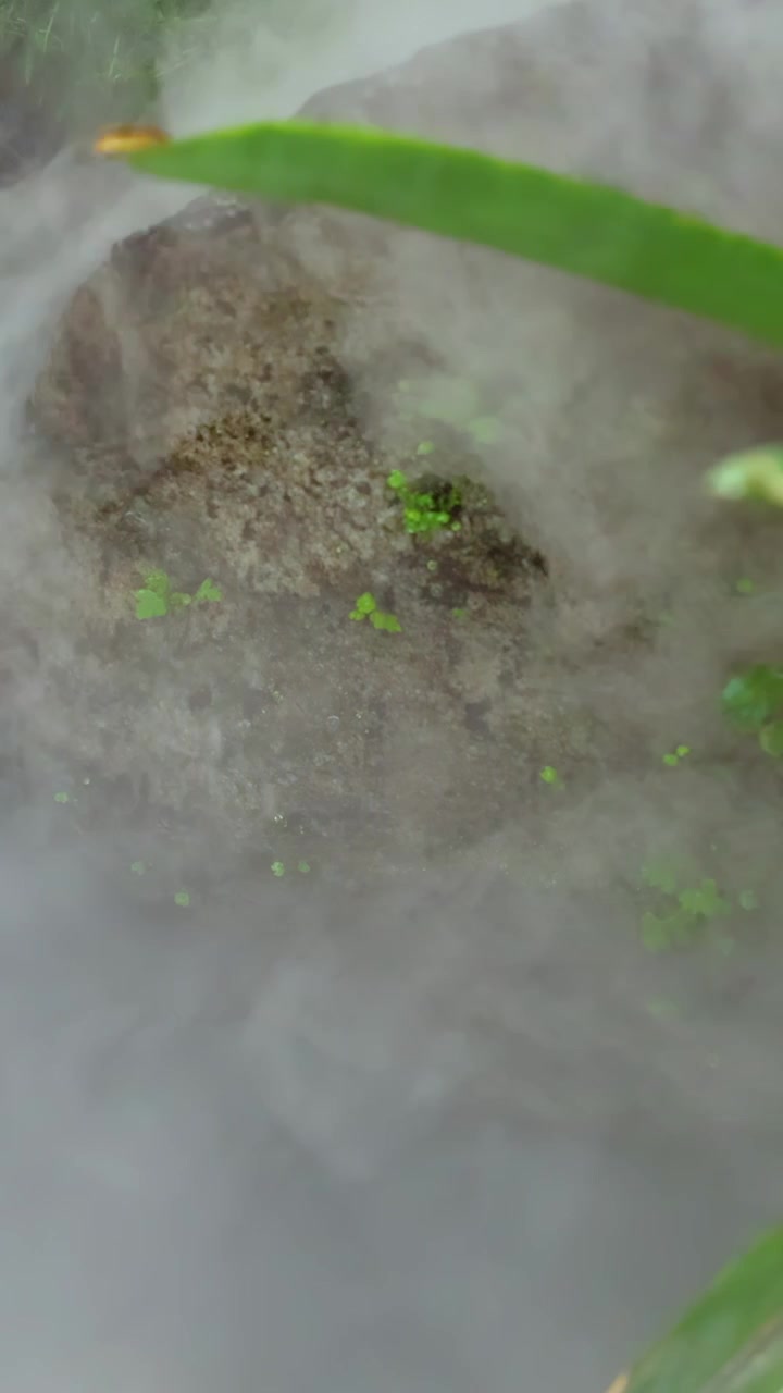 Thick white fog drifts slowly across moss-covered rocks and green foliage in a vibrant outdoor garden, with natural daylight and a steady overhead camera angle