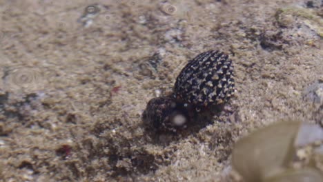 macro shot of a couple of hermit crabs walking on a sandy coral reef towards each other