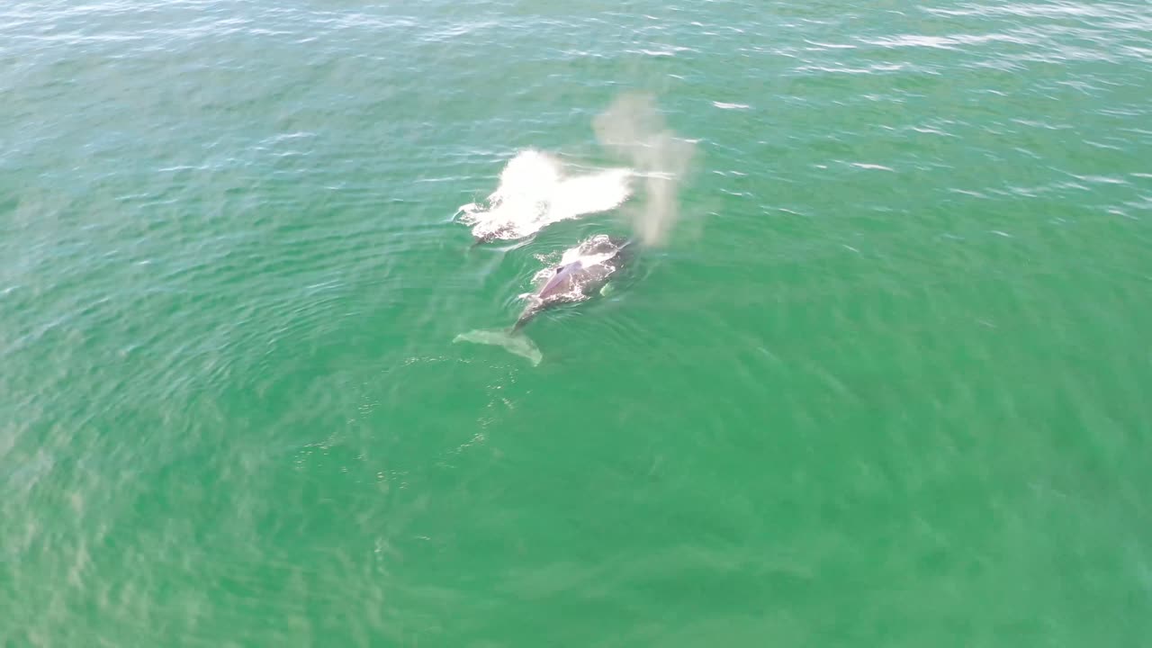 живописный вид на горбатых китов, плавающих в тихом океане в мексике - съемка с беспилотника