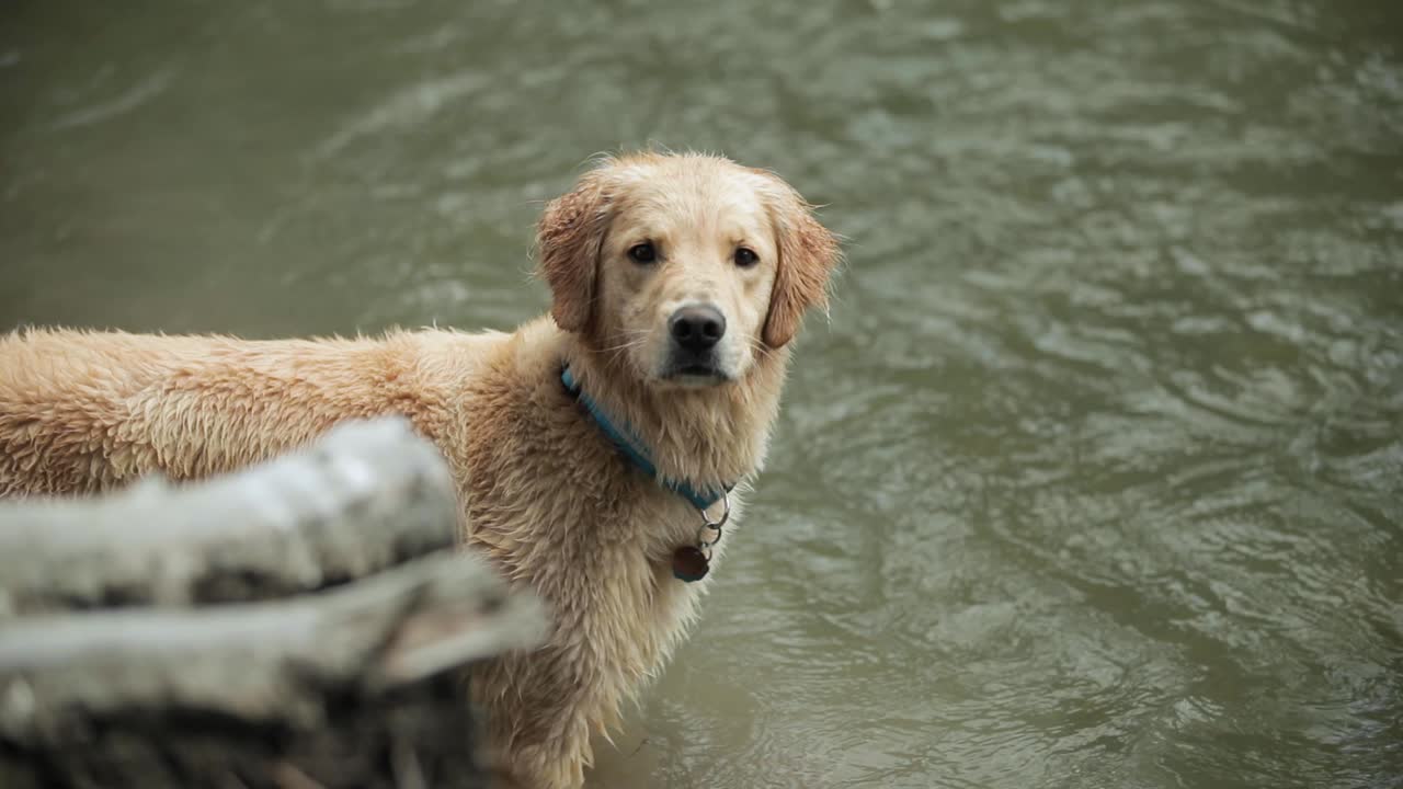 Dog going swimming in the river