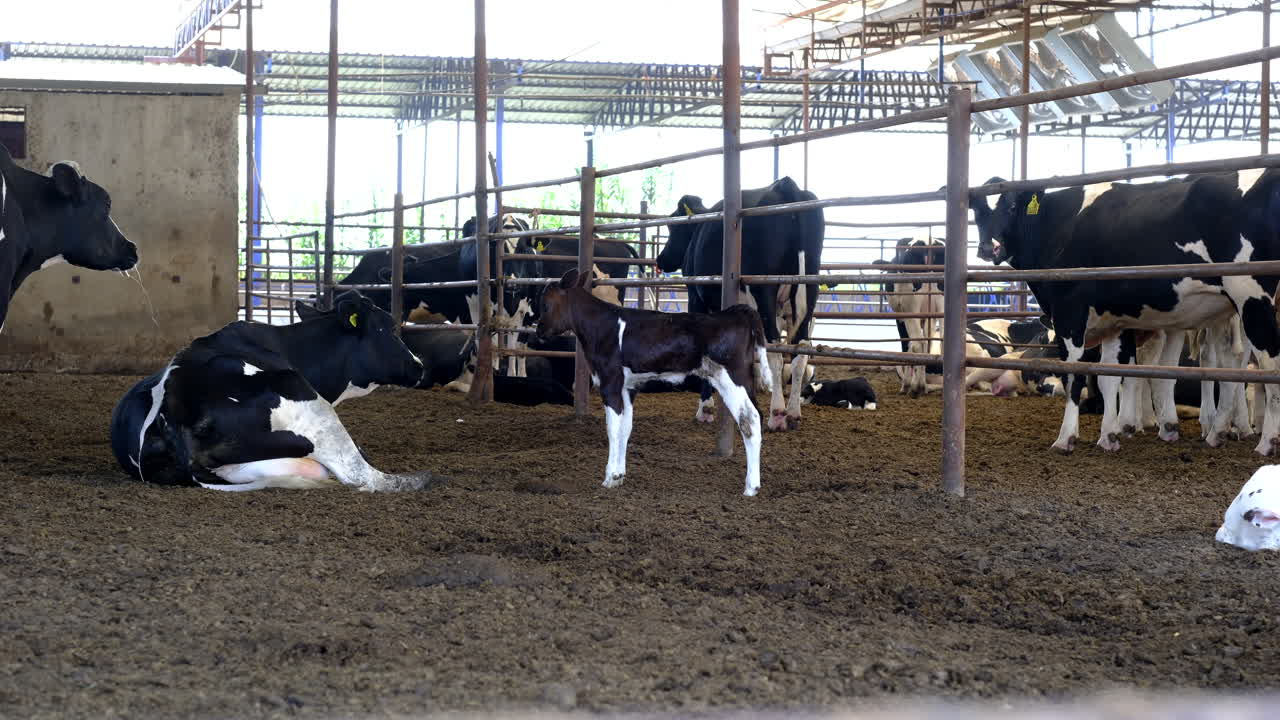 자연을 양육하는: 유제품 가축 양육의 지속 가능한 관행
