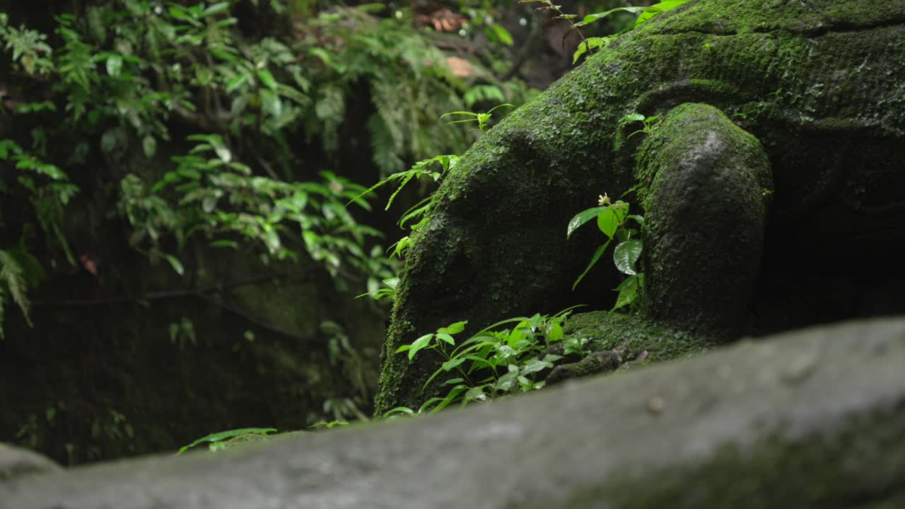 Lush green jungle pebble stone covered in moss vegetation plants up-close