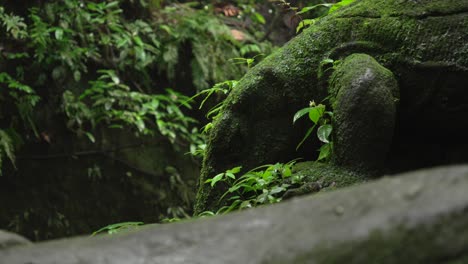 lush green jungle pebble stone covered in moss vegetation plants up-close