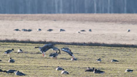 A-large-flock-of-white-fronted-geese-albifrons-on-winter-wheat-field-during-spring-migration