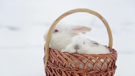 a wicker basket decorated with flowers and filled with easter eggs, sitting on a rock in a sunlit field
