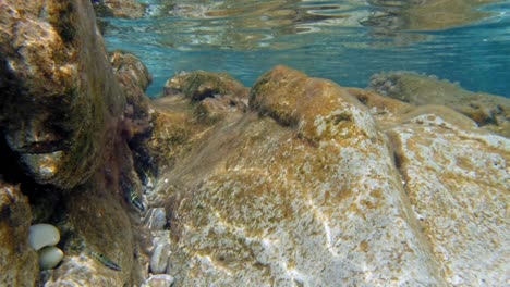 underwater scene with mossy rocks and fishes in clear waters of kefalonia, greece