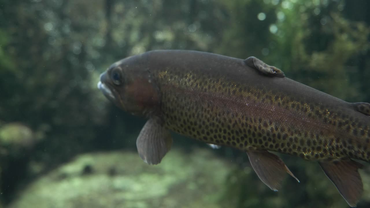 Tracking Trout Fish Aquarium Underwater, Close Up