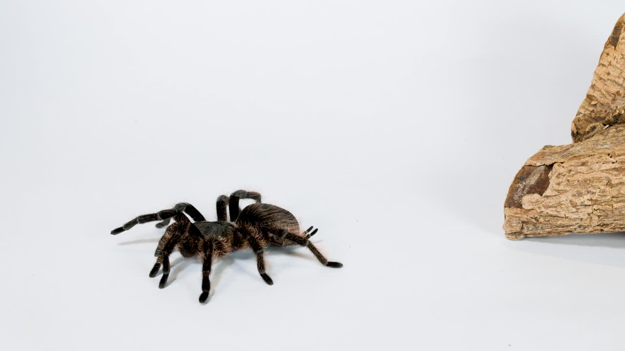 Una tarantola pelosa cammina tranquillamente su una superficie bianca di uno studio accanto a un tronco di legno ruvido.