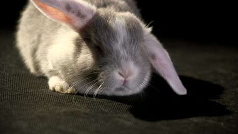 mini lop rabbit close up studio shot with black background of floppy ears cute eyes whiskers and twitching nose