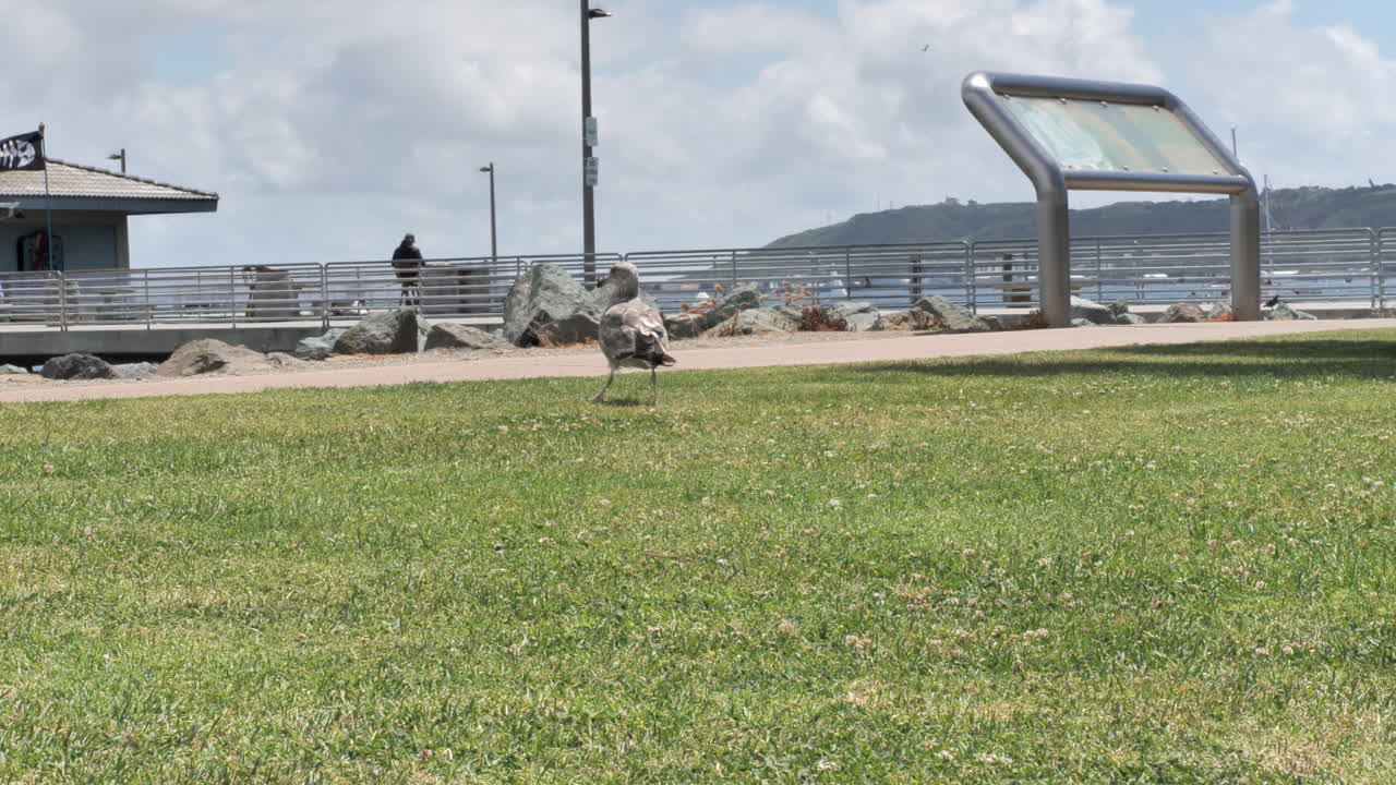 Seagull at coast walking on green grass in front of a pier and beach in San Diego, California