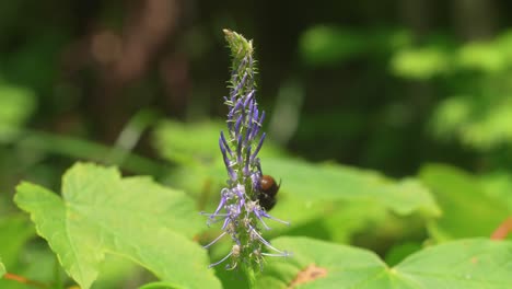 Abejorro-Polinizando-La-Planta-De-Garra-Del-Diablo-En-Flor