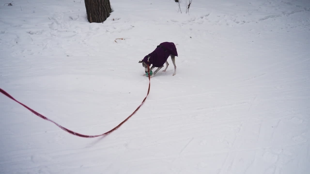 Whippet dog wearing purple coat walks on snowy trail holding green ball in mouth, leash trailing behind. Scene captures focused winter moment of dog enjoying outdoor walk during cold season in forest path