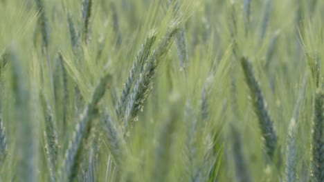 close up shot of green field of barley