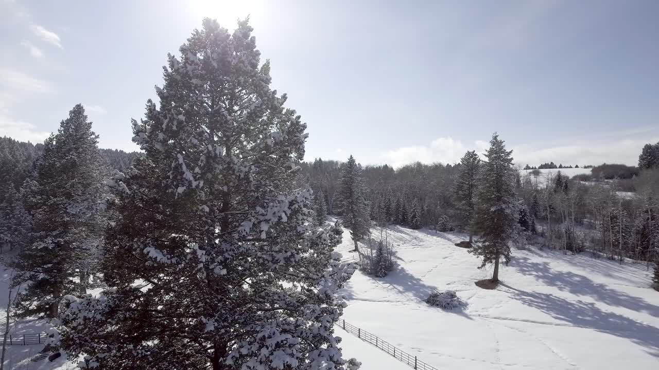 Luftfoto av et snødekt furutre på en ranch i et vinterlandskap