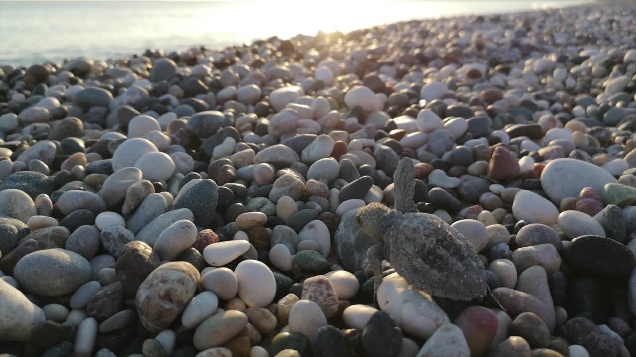 해변 칠면조에서 부화하는 아기 바다 거북