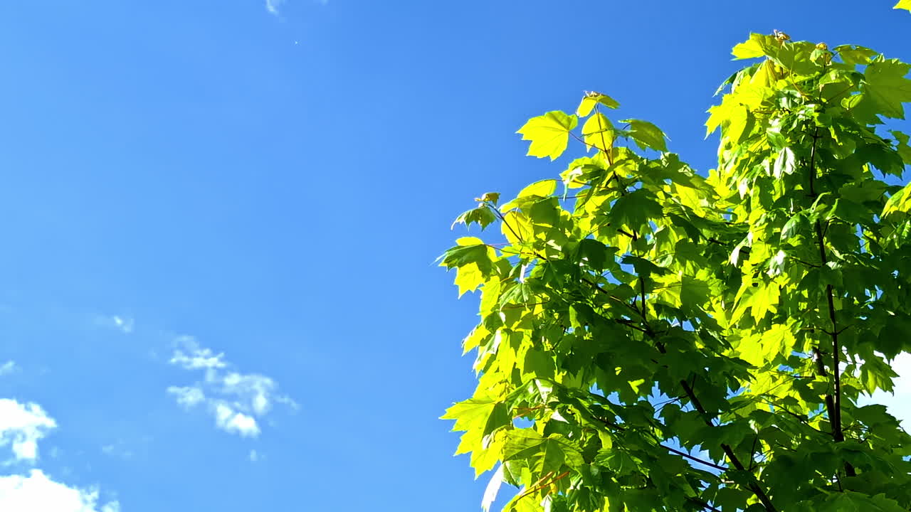 Young maple tree with bright green leaves under deep blue summer sky with few clouds, natural background with text space