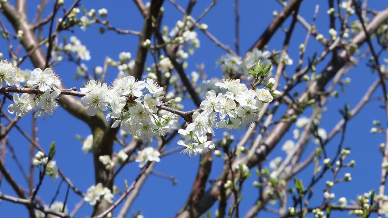 Plum tree in flower in early Spring