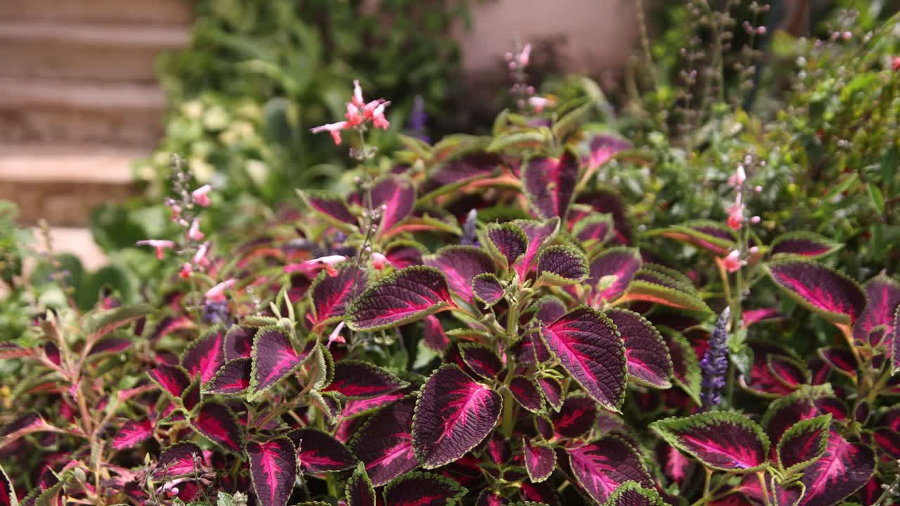 Vibrant foliage in a lush tea farm garden with colorful leaves and small flowers in Kenya