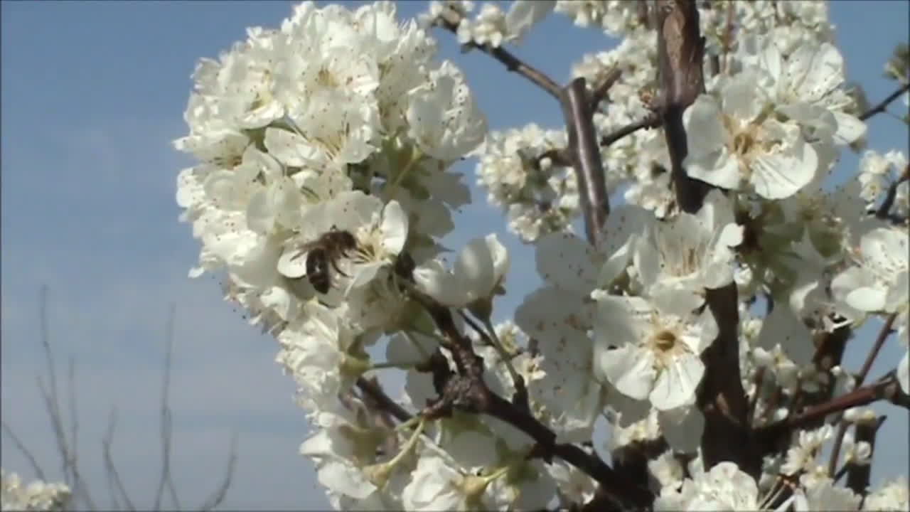 Plum Blossoms in Spring