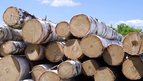 stacked birch logs