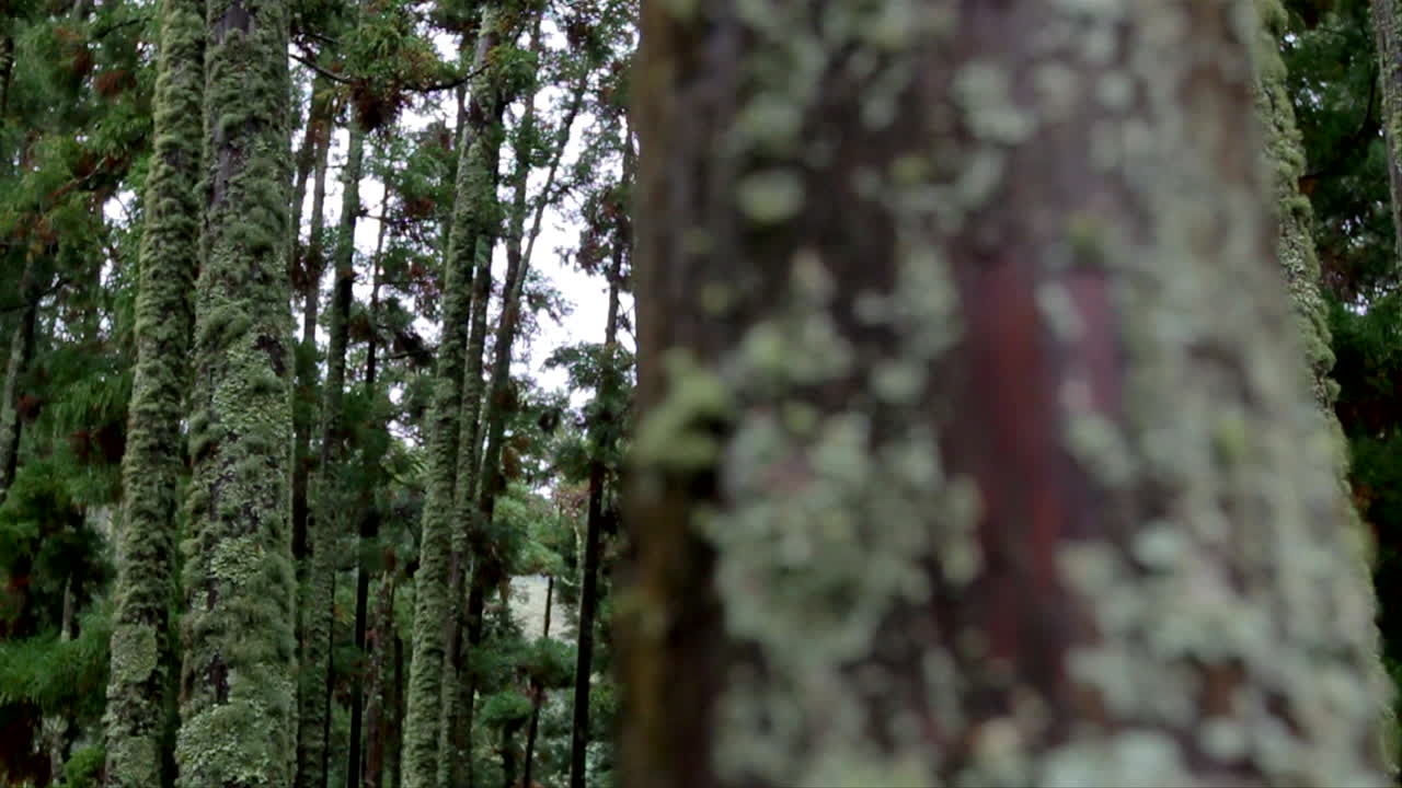 árboles de un bosque volcánico, dentro de la caldera de un volcán, junto al lago lagoa das furnas en la isla de sao miguel de las azores portuguesas