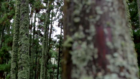 árboles-De-Un-Bosque-Volcánico,-Dentro-De-La-Caldera-De-Un-Volcán,-Junto-Al-Lago-Lagoa-Das-Furnas-En-La-Isla-De-Sao-Miguel-De-Las-Azores-Portuguesas