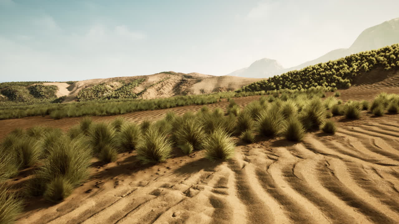 砂丘山草の美しい砂漠の風景