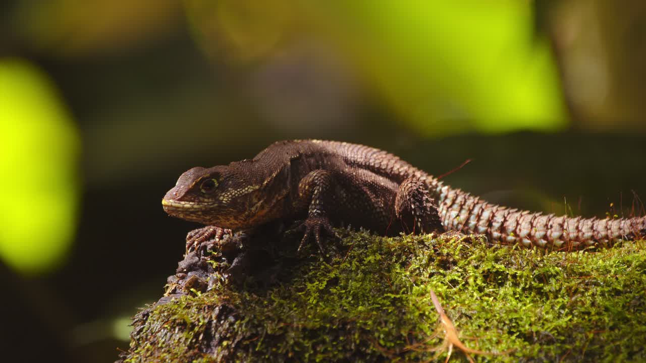 Tilt up shot of thorny tail lizard rests peacefully on a moss-covered log, enjoying the moist air of Peru’s rainforest.