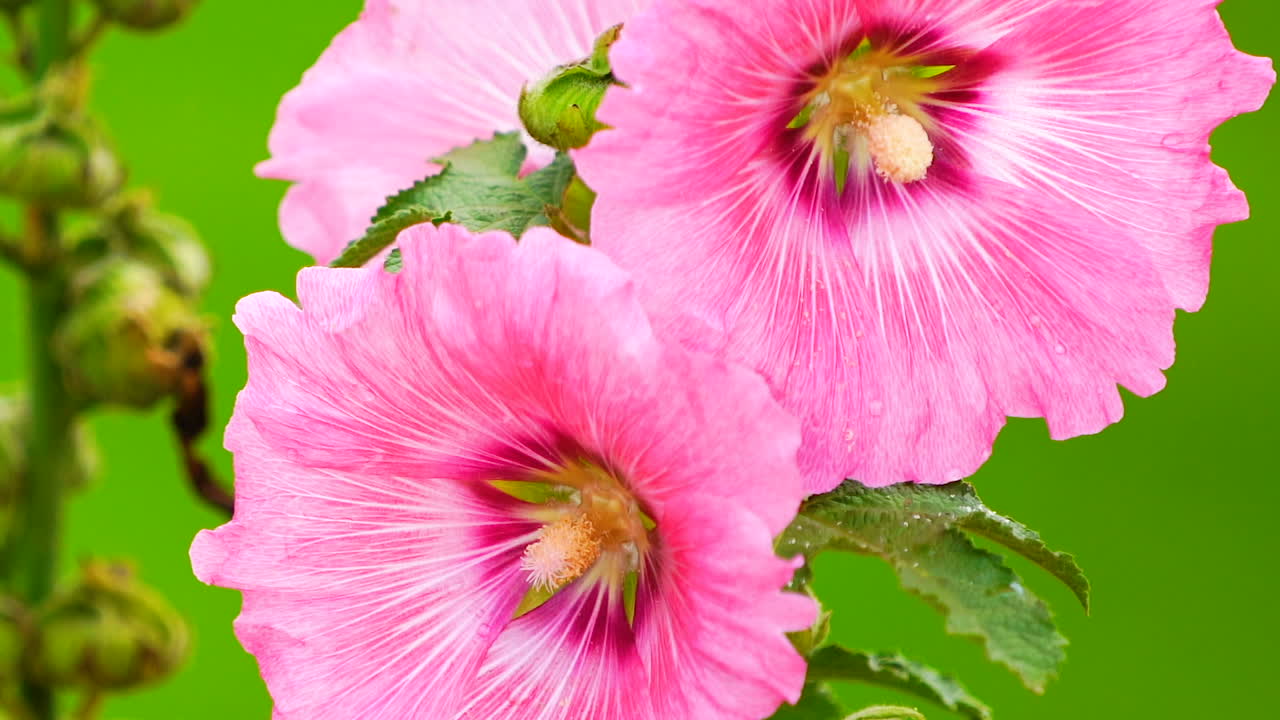 초록색 필드 배경에 분홍색 꽃.