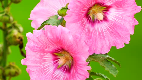 Pink-flower-on-green-field-background.