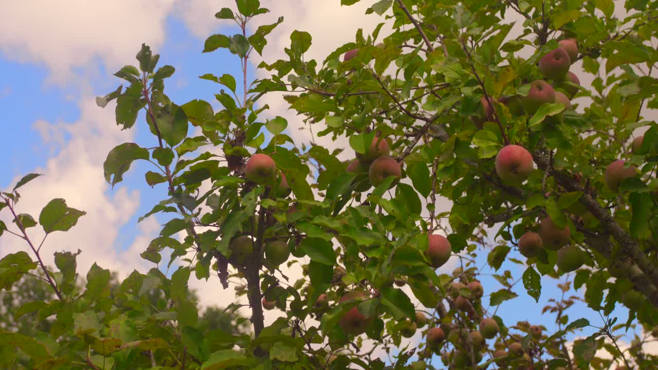Unas exuberantes ramas de manzano cargadas de fruta madura se alzan sobre un cielo azul vibrante. La abundante vegetación crea una atmósfera refrescante, perfecta para proyectos centrados en la agricultura o la naturaleza.