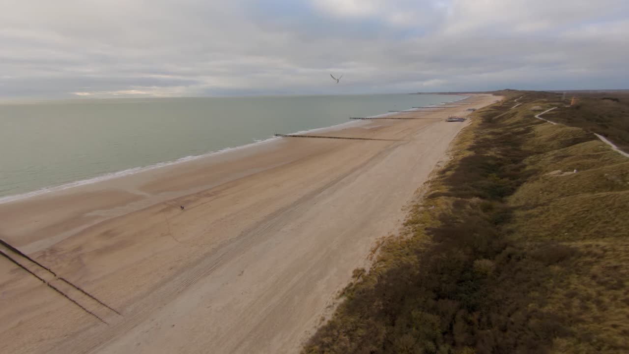 Flying around a bird above the dunes on a beach in the Netherlands