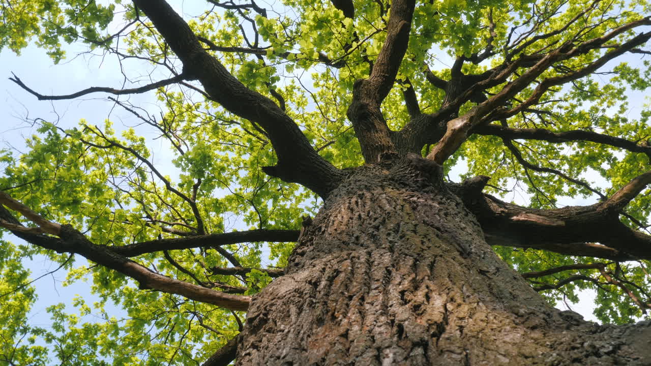 Large Oak Tree with Lush Green Leaves