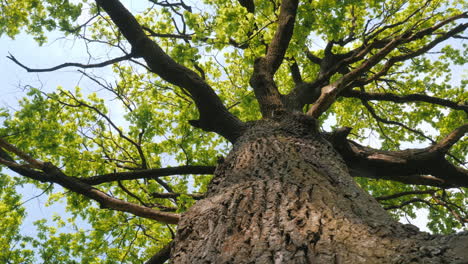 large oak tree with lush green leaves