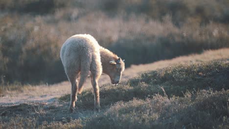 Rearview-of-single-sheep-eating-grass-on-summertime-scenery,-static,-golden-hour