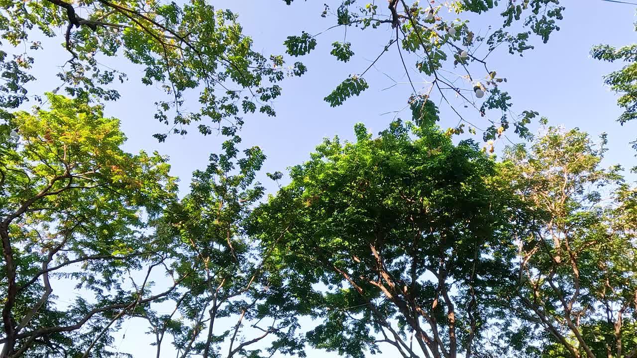 Trees gently swaying under a clear sky