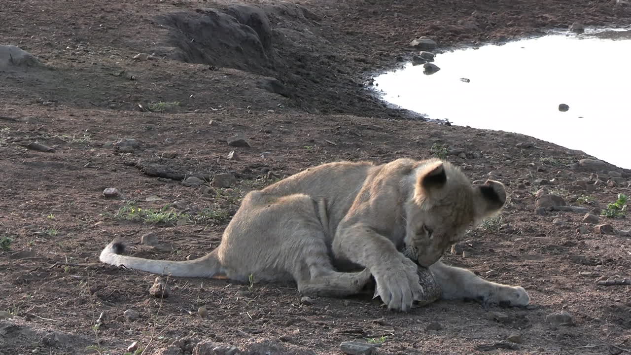 afrikaanse leeuwenkind probeert schildpad te openen verborgen in schelp, wilde dieren in natuurreservaat