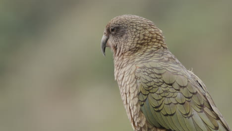 Close-Up-Portrait-Of-Kea-Bird-In-Fiordland-National-Park-In-New-Zealand