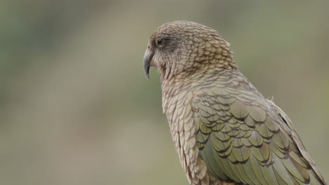 retrato en primer plano del pájaro kea en el parque nacional de fiordland en nueva zelanda
