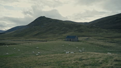 Kleines-Haus,-Umgeben-Von-Schafen-Im-Schottischen-Hochland