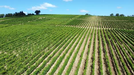 Rows-of-vines-in-the-typical-vineyards-of-central-Italy-on-a-sunny-day