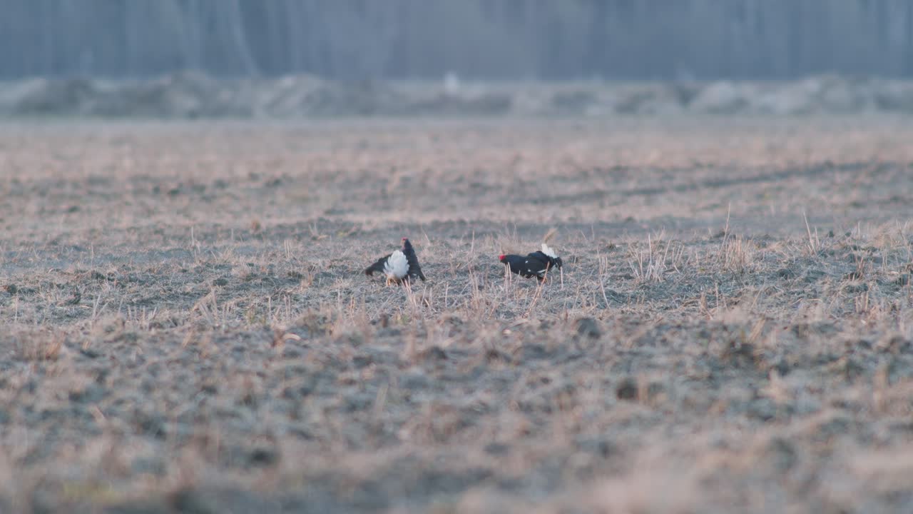 한 의 검은 거북이가 싸우고, 이른 아침 빛에 봄의 짓기 계절에 누그러지고 있습니다.