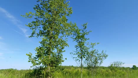 Moving towards a tree in a clearing while a flock of birds flies away, Ontario, Canada, wide tracking shot
