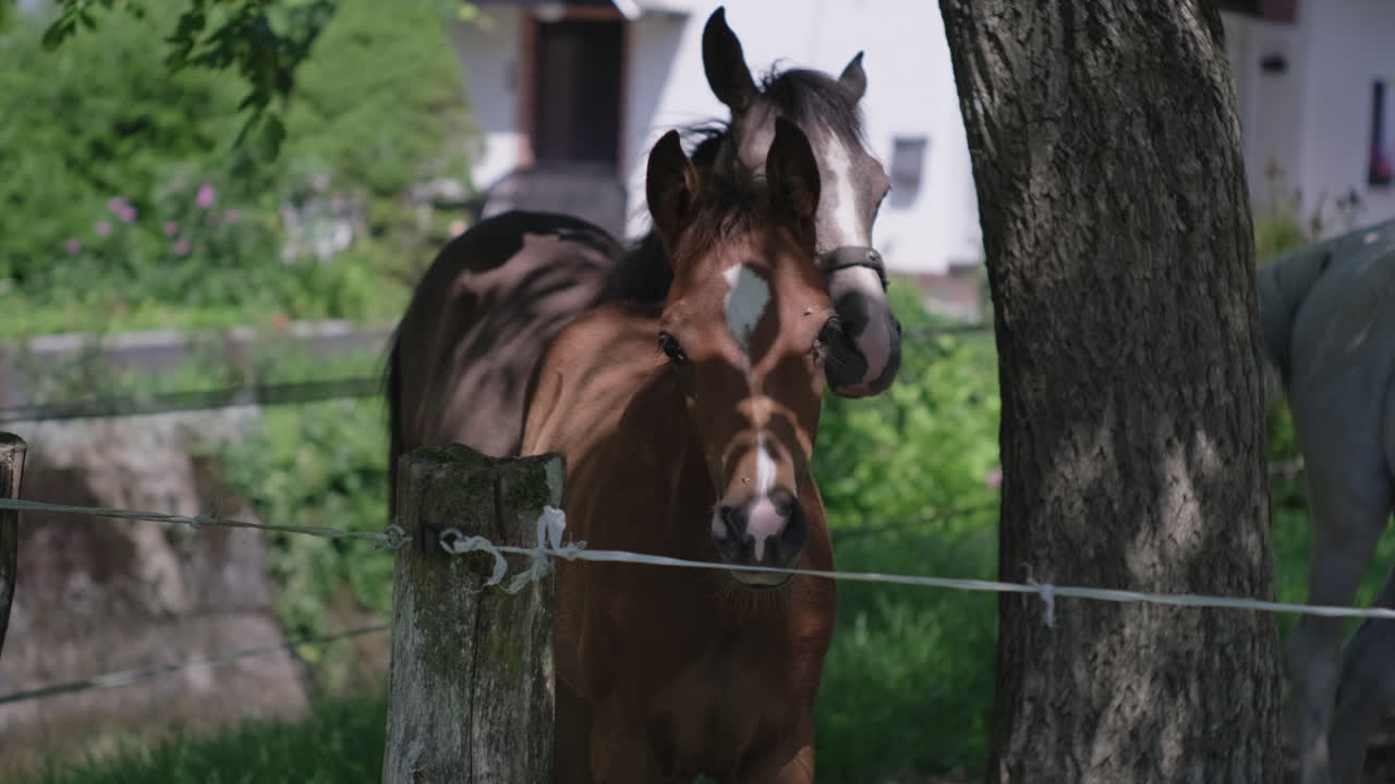 울타리 근처의 새끼