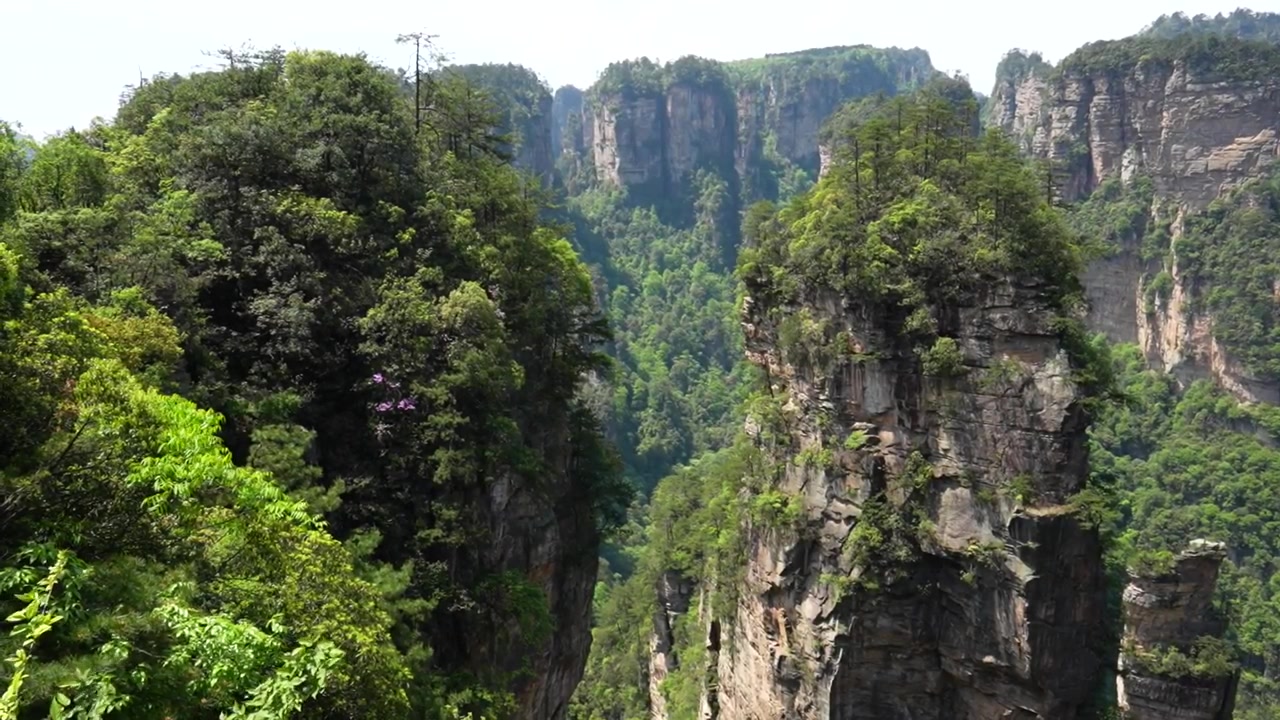 Vista maestosa degli unici pilastri di arenaria quarzifera nel Parco Forestale Nazionale di Zhangjiajie, Hunan.