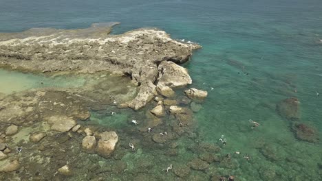 vista aérea de nadadores disfrutando del agua clara en sharks cove 2