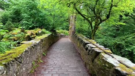 un paseo sereno a través de la vegetación exuberante