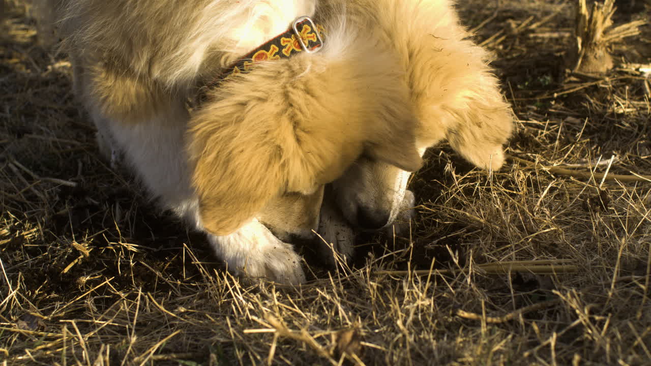 골든 그레이트 피레네의 고각 클로즈업, 땅을 파는 개, 슬로모