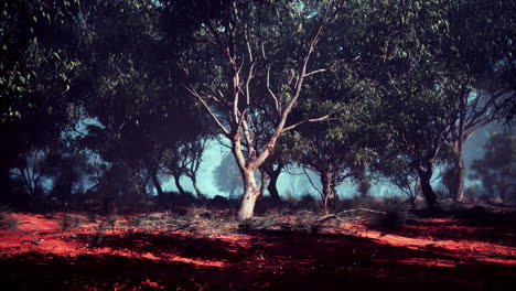 bosque de niebla con tierra roja