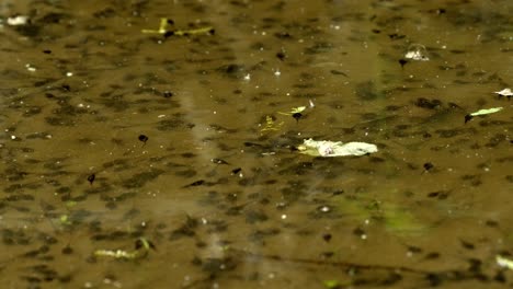 swarming tadpoles in murky pond water in slow motion (120fps)